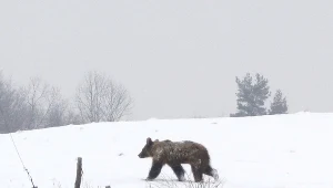 Na Podkarpaciu od początku lat 70. ubiegłego wieku ponad sześciokrotnie wzrosła liczba niedźwiedzi