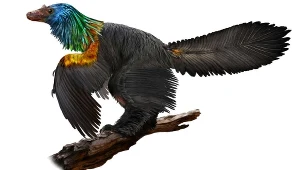  Caihong juji