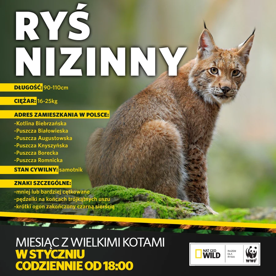 Rysie liczą na wsparcie człowieka