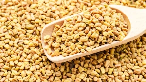 Nasiona kozieradki pomogą utrzymać prawidłową glikemię, wspomogą metabolizm i wesprą pracę wątroby