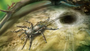 Chimerarachne yingi