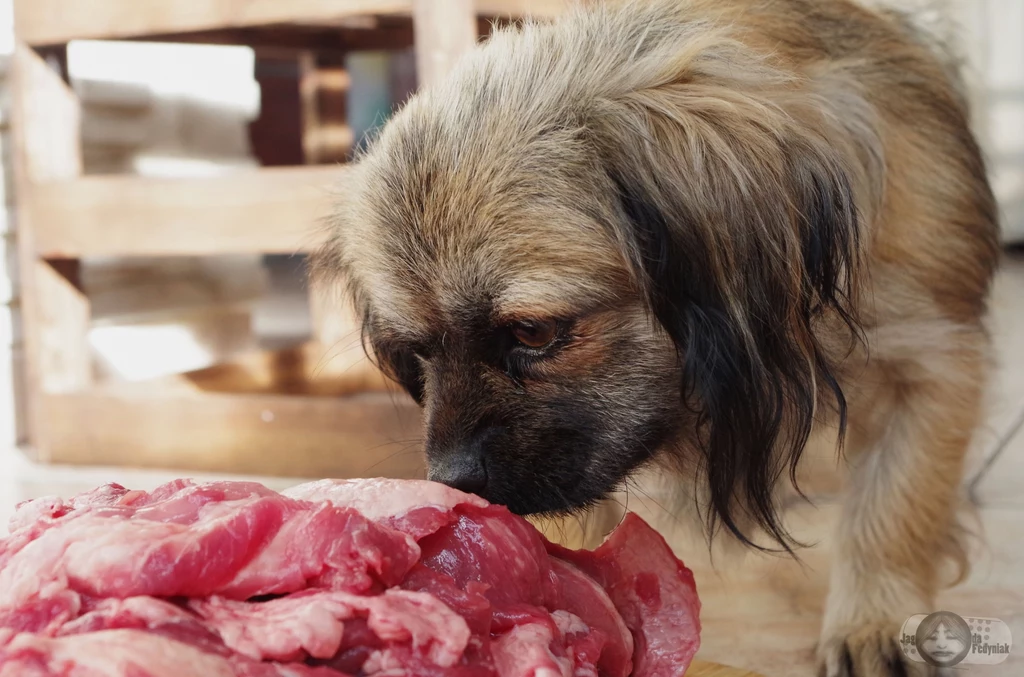 Nawet najmniejszy pies powinien jeść mięso. /autor: Jagoda Fedyniak, źródło: Fundacja Barfne Korepetycje/
