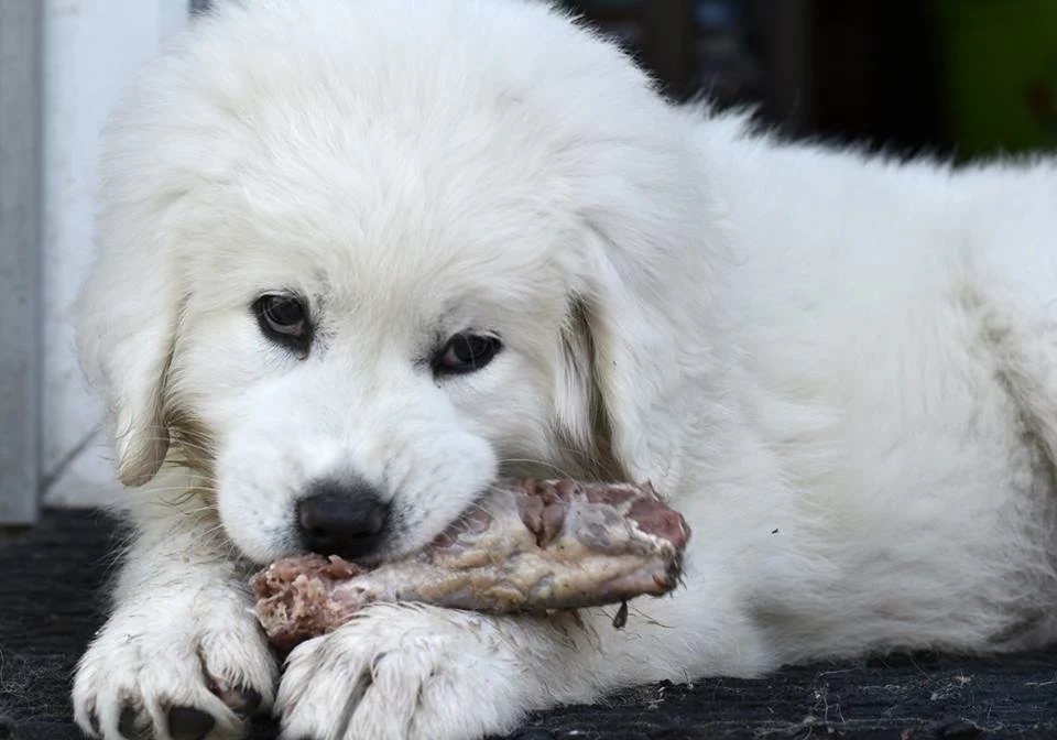 Podawane psu kości powinny być surowe, dopasowane rozmiarem i otoczone mięsem. /autor: Gabriela Kubalska-Marczak, źródło Fundacja Barfne Korepetycje/