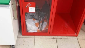 Pies zamknięty w szafce