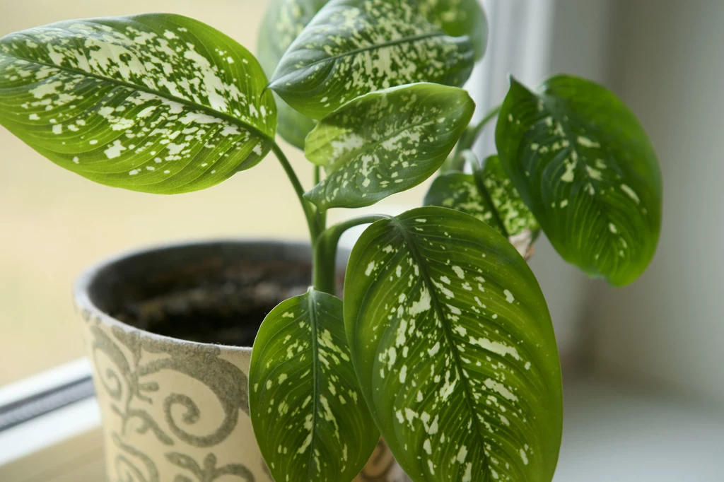 Difenbachia to jedna z najbardziej dekoracyjnych roślin doniczkowych o ozdobnych liściach