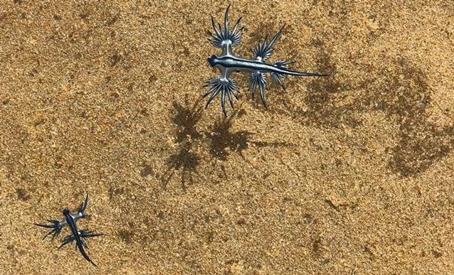 Niebieskie smoki uchwycone na australijskiej plaży /fot. Miranda Atkinson