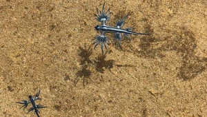 Niebieskie smoki uchwycone na australijskiej plaży /fot. Miranda Atkinson