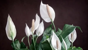 Zamiast do kosza, wrzuć do doniczki skrzydłokwiatu. Wystrzeli kwiatami jak z procy