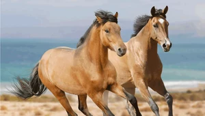 Sable Island - wyspa, która nie powinna istnieć