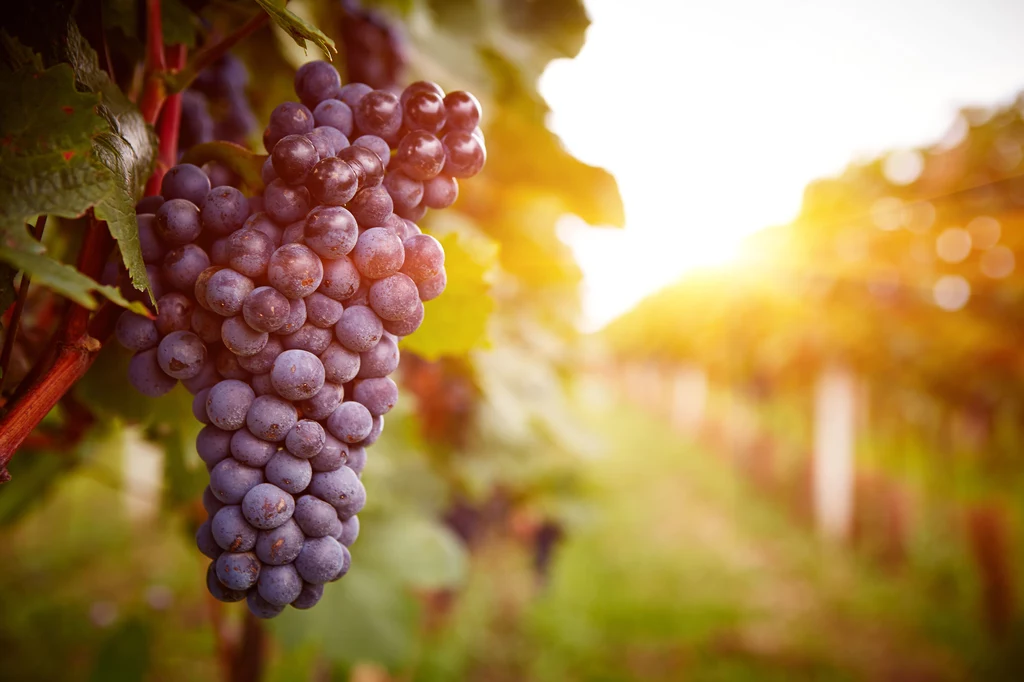  Skóra winogronowa jest wykonana z resztek winiarskich