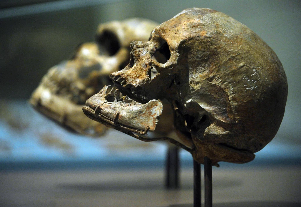 Kiedy wykształcił się język? Być może już u gatunku Homo erectus