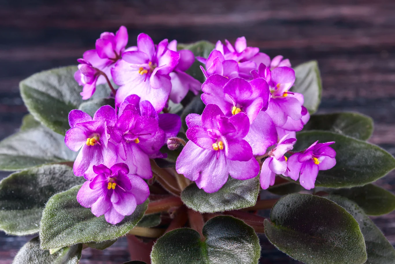 Fiołek afrykański świetnie znosi wysokie temperatury Fiołek afrykański świetnie znosi wysokie temperatury