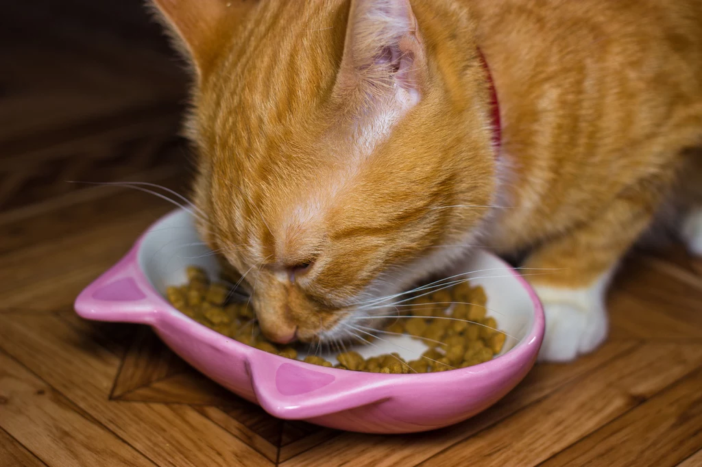 Kot powinien unikać m.in. świeżego mleka i karmy ubogiej w mięso (ok. 4 proc. zawartości w porcji karmy)