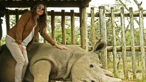 Nosorożec imieniem Sudan jest niezwykle zaawansowany wiekowo.