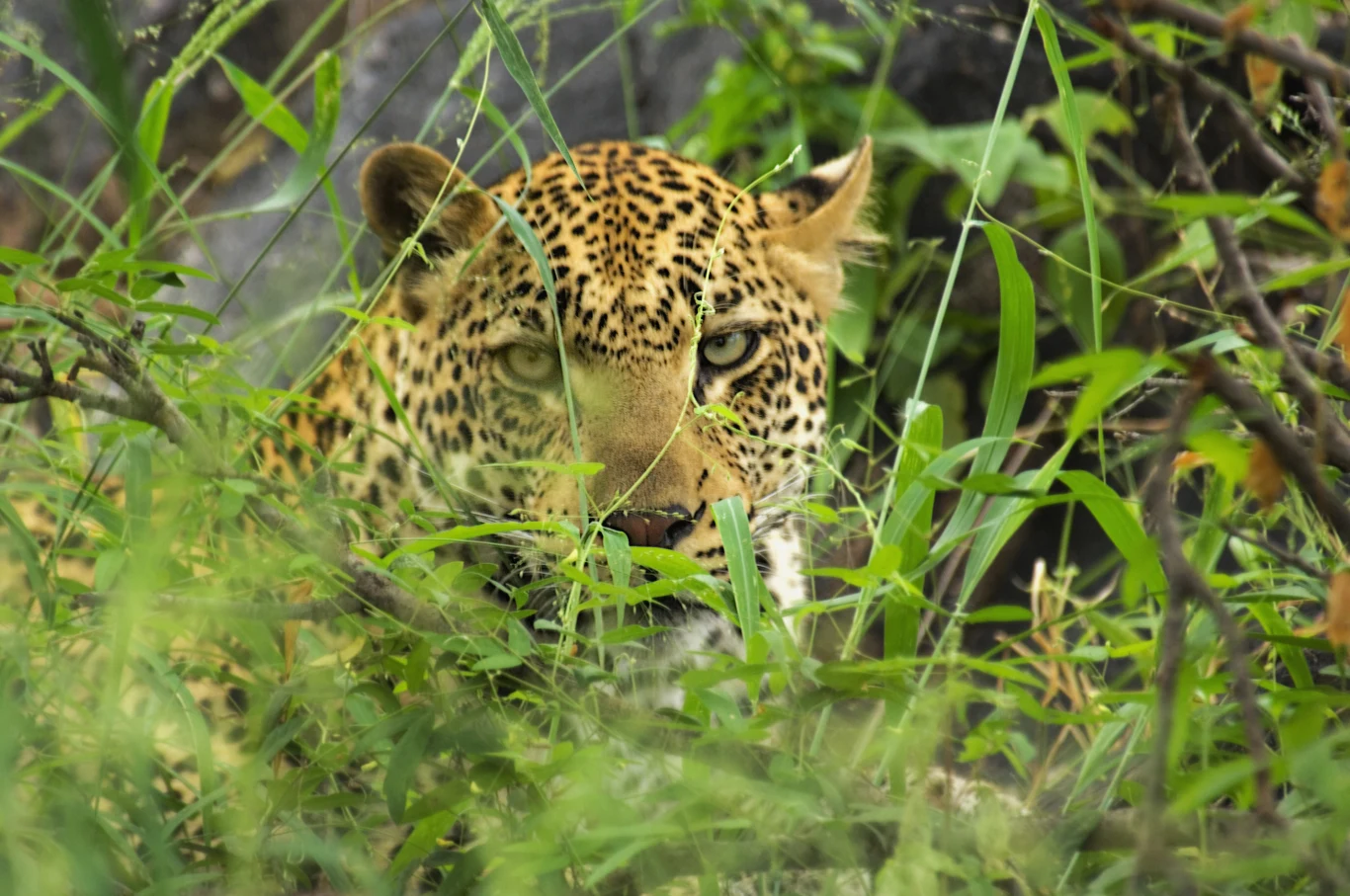 Coraz mniej lampartów w Indochinach Coraz mniej lampartów w Indochinach