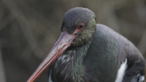 Czany bocian, zdjęcie ilustracyjne