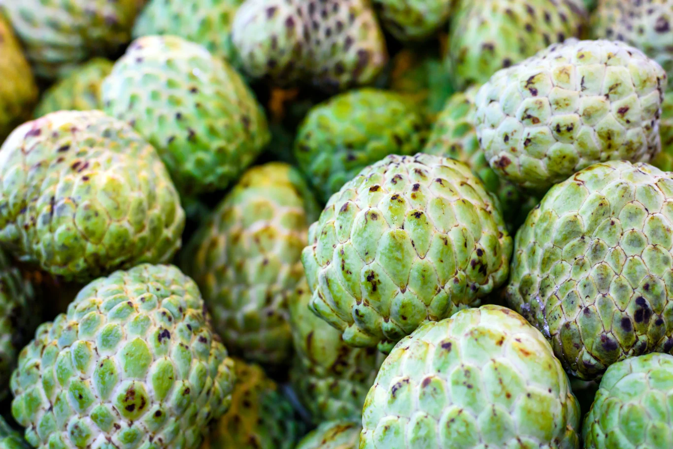 Owoc flaszowca peruwiańskiego charakteryzuje się zieloną skórką, która często posiada wypustki przypominające łuski smoka.