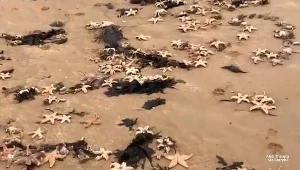Rozgwiazdy wyrzucone na brytyjskie plaże. Fot. Alex Theuma via Storyful