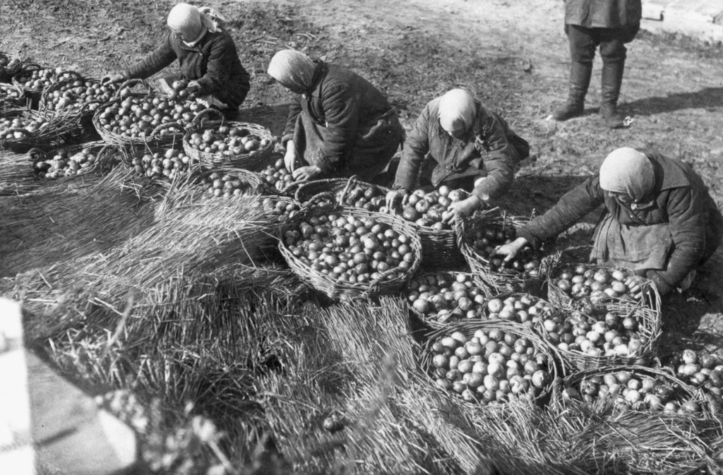 Według oficjalnej propagandy nie było żadnego głodu na Ukrainie. Na zdjęciu propagandowym obfite zbiory pomidorów. Fotografia z książki „Czerwony Głód” 