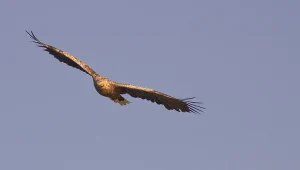 Bielik, zdj. ilustracyjne 