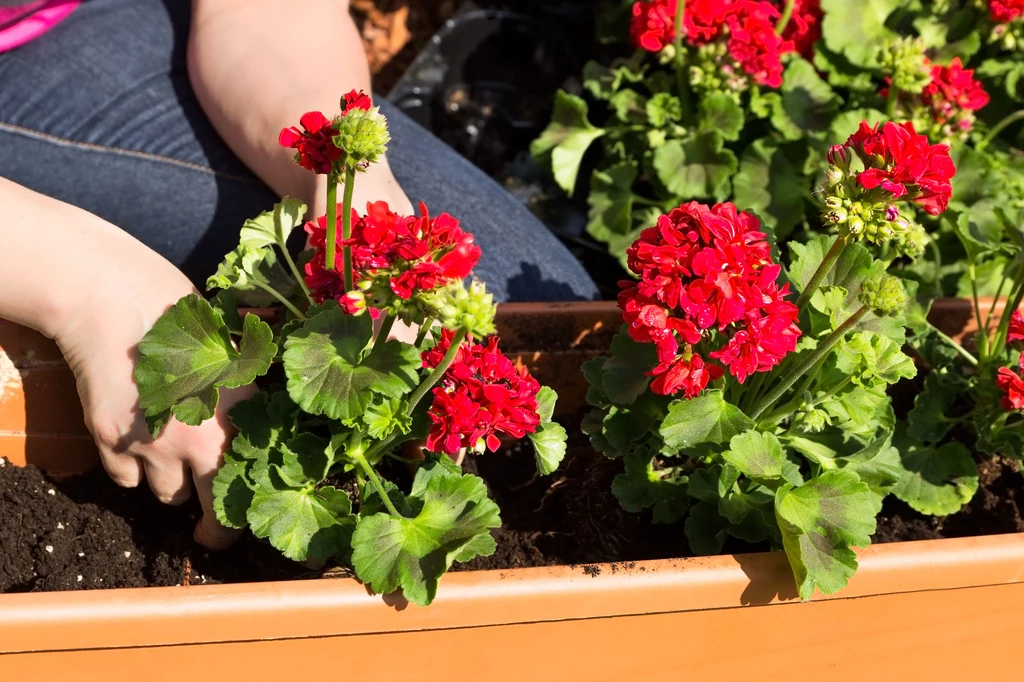 Gnojówką można podlewać pelargonie raz lub dwa razy w ciągu sezonu