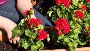 Niezawodne pelargonie