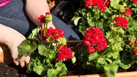 Pelargonie w lutym wymagają pewnych zabiegów. 