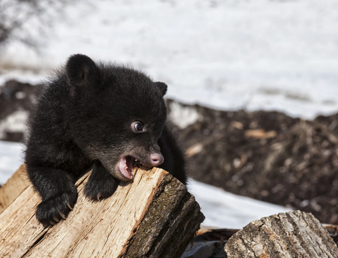 Książka o niedźwiedziach oparta jest na prawdziwych wydarzeniach 