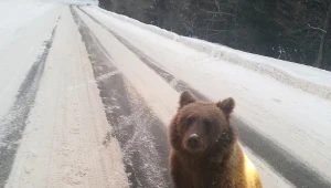 Niedźwiedź; Bieszczady 