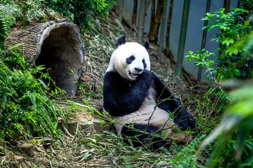 Pandy znane są z zamiłowania do przytulania, jedzenia bambusów i spania