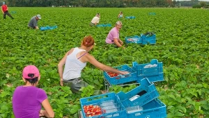 Wyjazd "na saksy" już nie jest dla Polaków tak atrakcyjny jak przed laty. Zdjęcie ilustracyjne