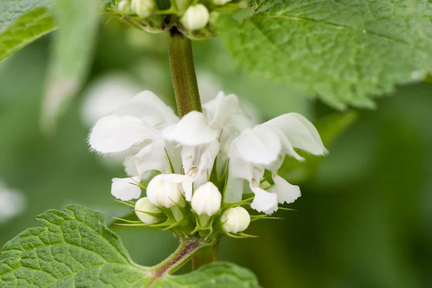W tej niepozornej roślince kryje się wielka moc W tej niepozornej roślince kryje się wielka moc