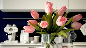 Jak pielęgnować tulipany?