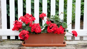 Nie wylewaj wody po gotowaniu tego przysmaku. Pelargonie ją uwielbiają