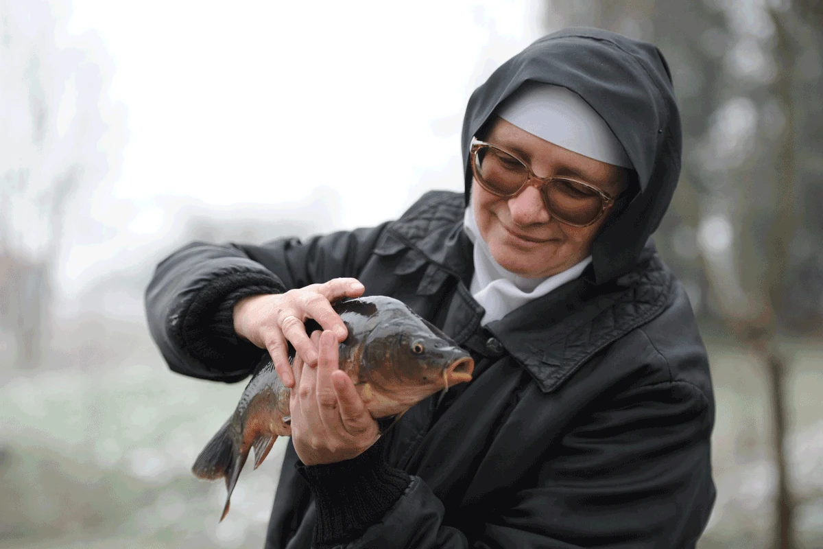 Aby zrealizować ambitny projekt siostry hodują karpie i uprawiają chryzantemy, fot. Bogdan Pasek Aby zrealizować ambitny projekt siostry hodują karpie i uprawiają chryzantemy, fot. Bogdan Pasek