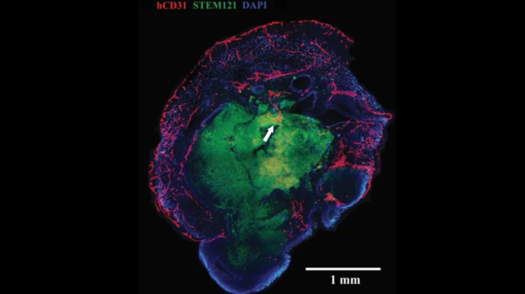 Zdjęcie pokazuje naczynia krwionośne wbudowane w organoid