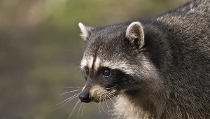 Szopy bardzo dziwnie się zachowywały 