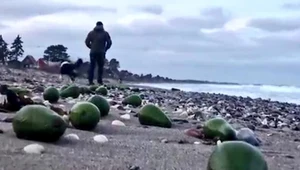 Banany i awokado na plaży. Morze wyrzuciło tysiące owoców