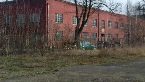 Wystraszony łoś biegał po Warszawie