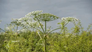 Barszcz Sosnowskiego