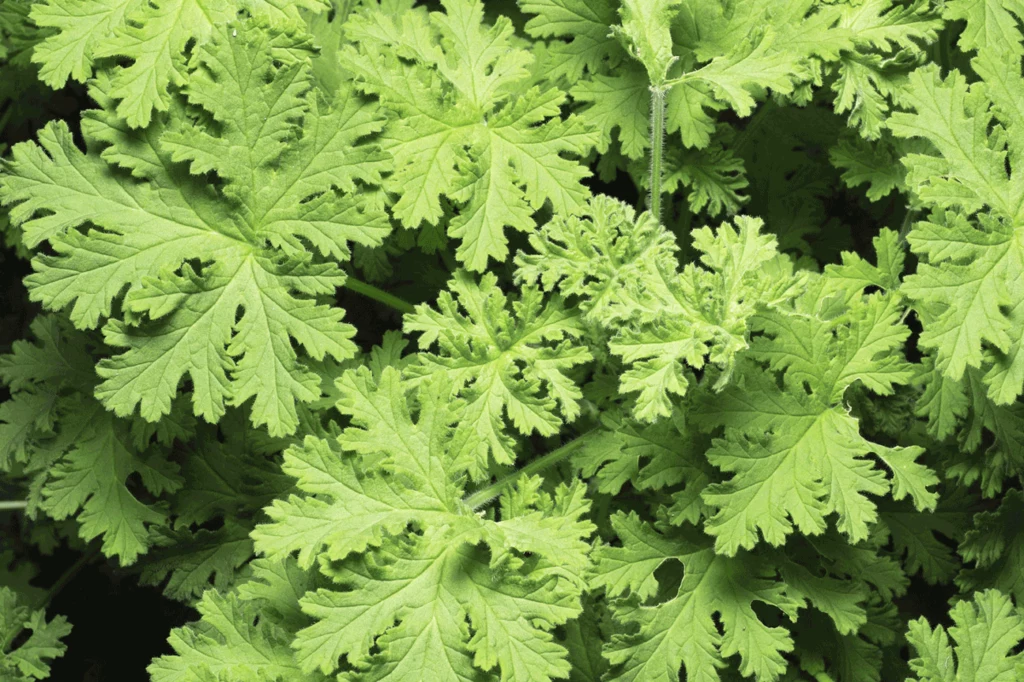 Pelargonia pachnąca popularnie nazywana geranium lub anginką