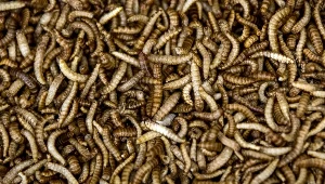 Chory na halucynozę pasożytniczą widzi pod skórą insekty