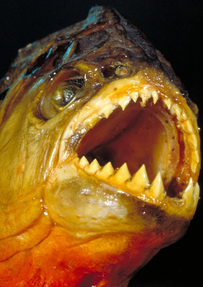 Wróżycie sukces? Wróżycie sukces?