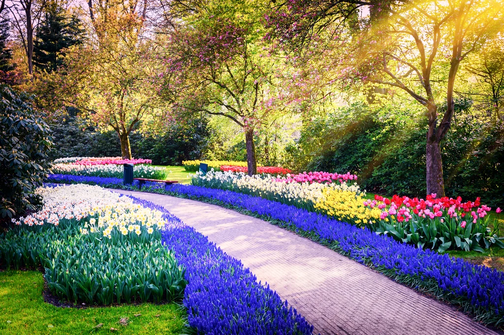 ​W parku Keukenhof każdego roku, od 1949 roku, zakwitają miliony kwiatów: tulipany, hiacynty, żonkile, żonkile i storczyki.