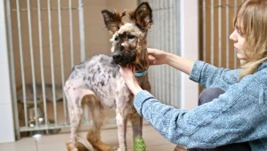 Policja poszukuje sprawcy znęcania się nad Melą