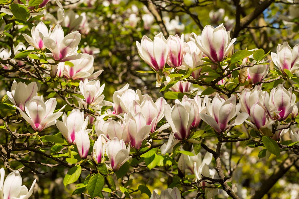 Przycinaj magnolię według kilku zasad i tylko w razie konieczności. Na wiosnę odwdzięczy się pięknym wyglądem