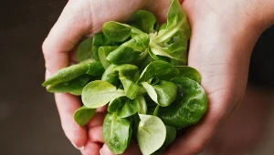 To idealny moment na wysiew tej rośliny. Świetnie wpływa na serce i wzrok