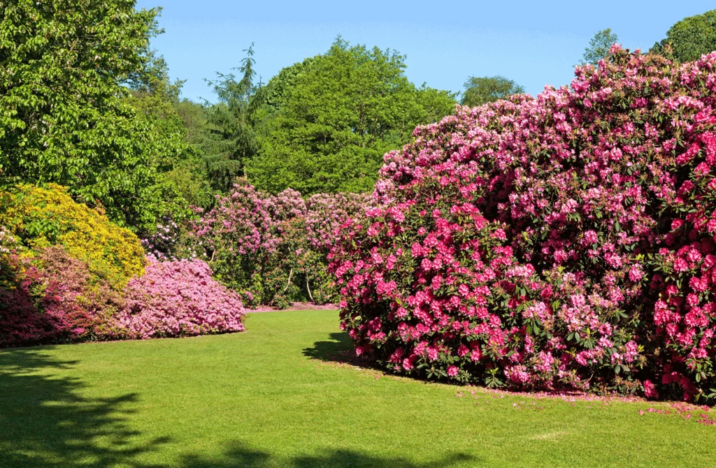 Rododendrony i azalie