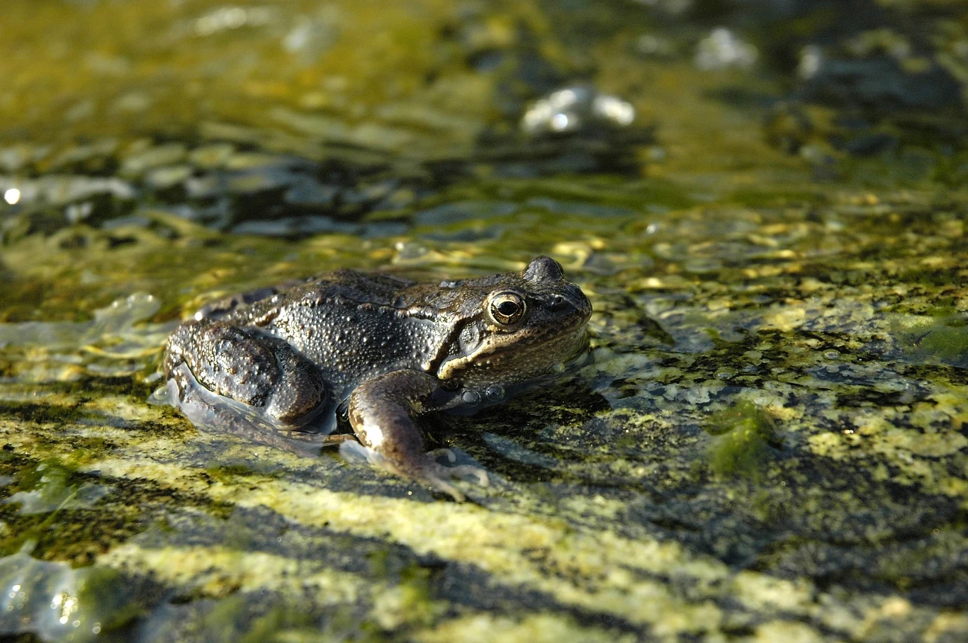 Przyrodnik: Płazy masowo wymierają - Wydarzenia w INTERIA.PL