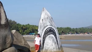 Gigantyczny rekin na rajskiej plaży? Nic z tych rzeczy!